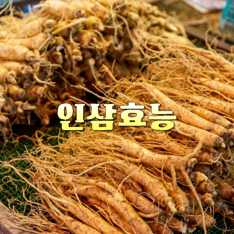 인삼 효능 영양성분 고르는 법 부작용