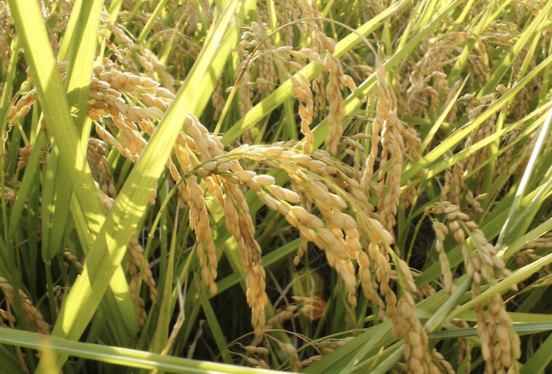 쌀 유통기한 및 보관방법 - 그리핀도르