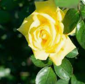 Ⅲ. Grandiflora Roses - 02. 금메달 Gold Medal(Goldmedaille)