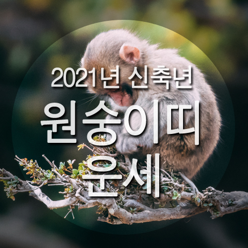 2021년 원숭이띠운세 / 신축년 올해 원숭이띠 나이 ?