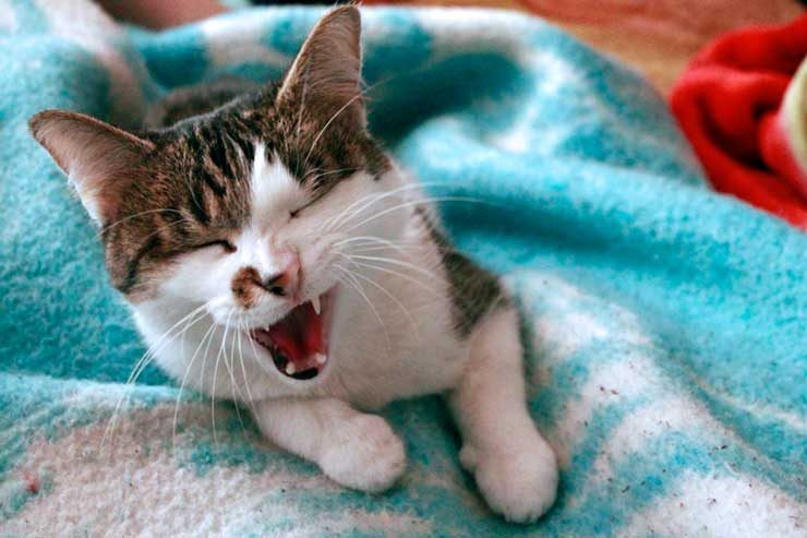 고양이 감기 증상과 치료법!