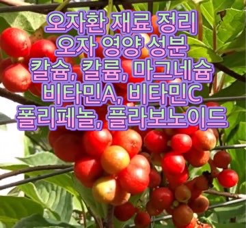 오자환 효능 남성 피로회복제 오자차 남자 정력영양제 복용법 부작용