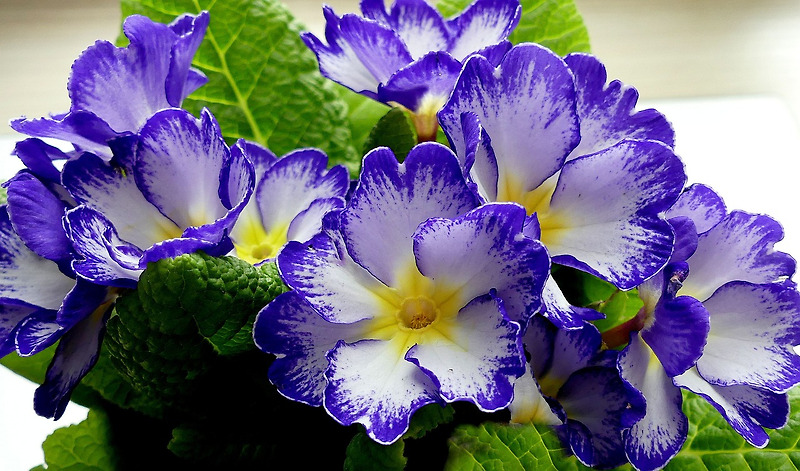Primrose Perfection: Growing and Caring for These Beautiful Blooms
