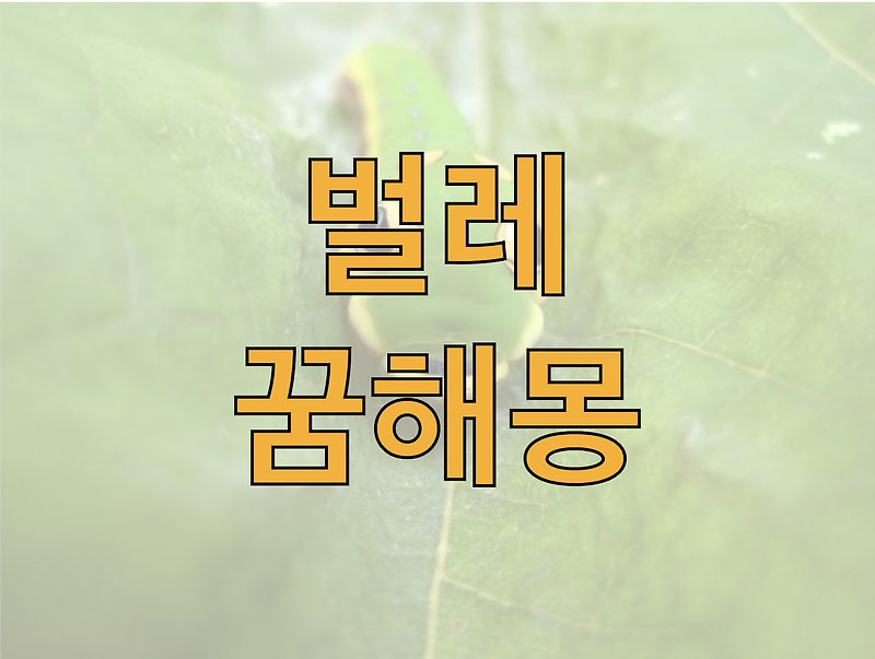 [해몽] 벌레 나오는 꿈, 벌레 죽이는 꿈, 벌레 꿈해몽 정리