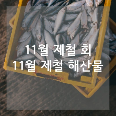 11월 제철 횟감 회, 11월 제철 해산물 - AllisHere