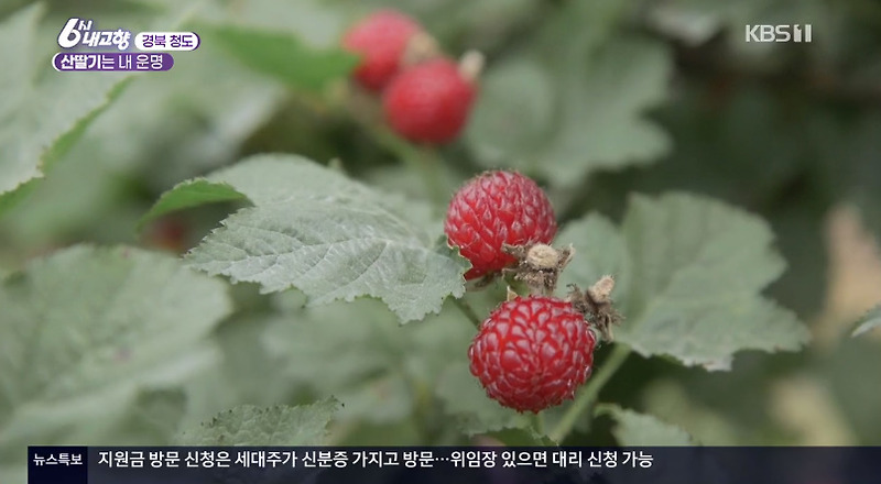 <b>6시내고향</b> 경북 청도 산딸기 구매처 알아보기 :: 루씨의 부엌