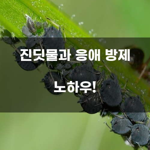 진딧물과 응애 방제 노하우!