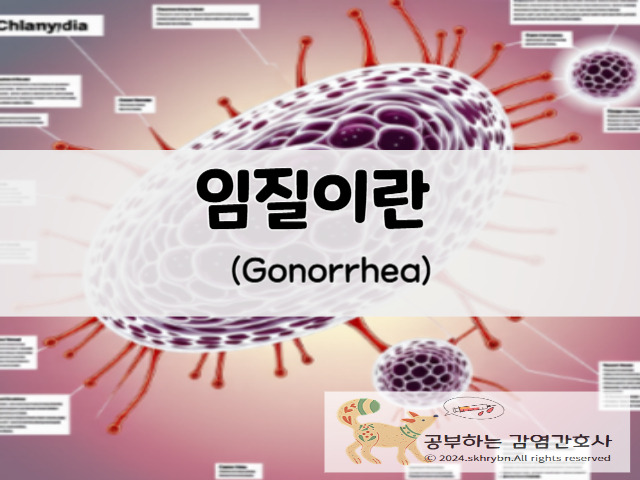 성인 간호_성병 임질(gonorrhea)원인, 증상, 치료 약, 간호 진단