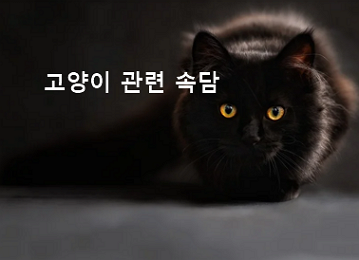 고양이 관련 속담 32가지 - Colorful Story