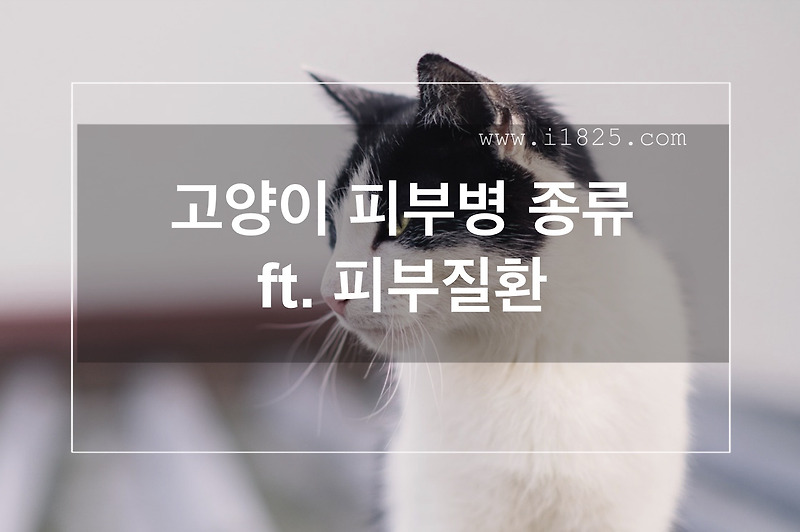 고양이 피부병 종류 Ft. 피부질환