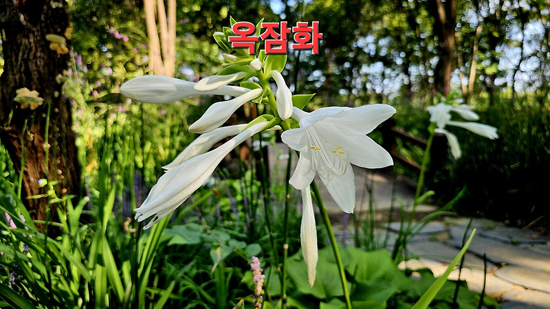 대구수목원 // 소변불통 후두염 편두선염에 좋고 밤에는 꽃이만개 낮에는 꽃이지는 허브식물 향수로 쓰이는 옥비녀 닮은 옥잠화(뇌공칠),꽃,효능,유래.