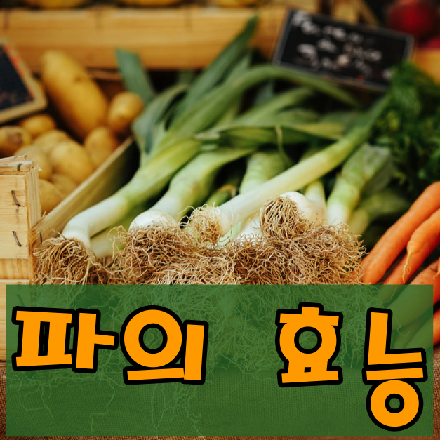 요리 필수 재료! 파의 효능과 좋은 파 고르는 방법