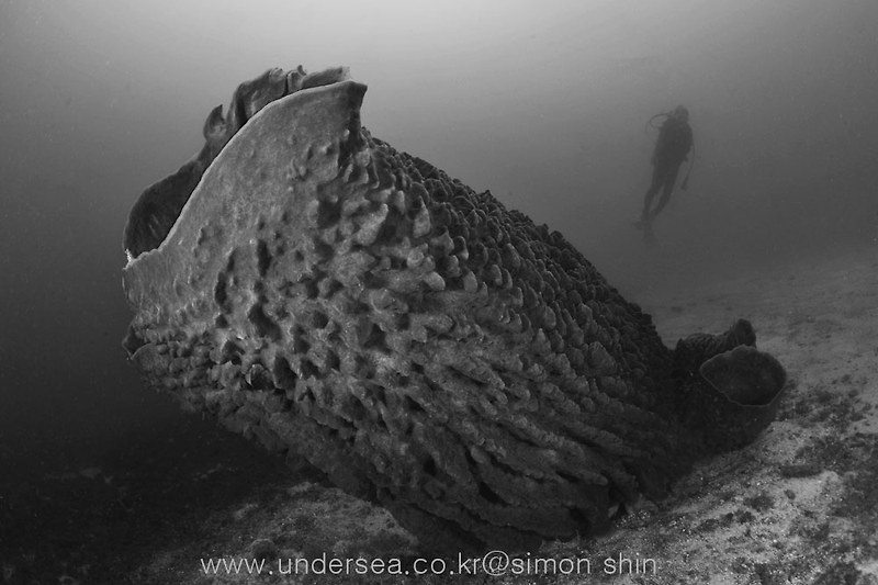 Barrel sponge & diver, Manila channel, sabang beach, Mindoro, Philippines