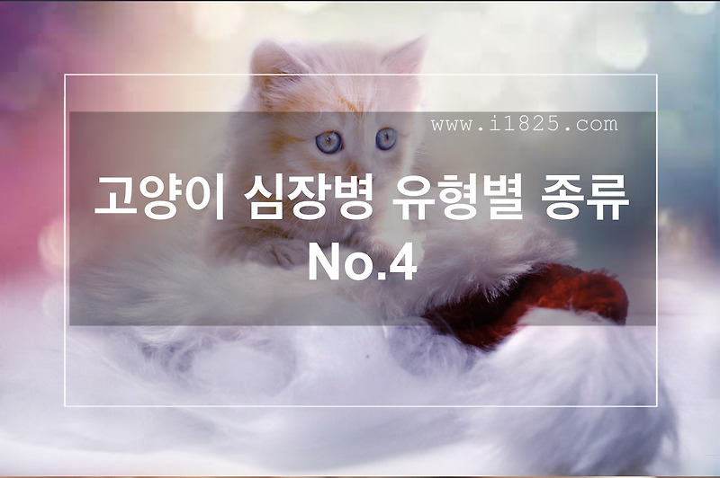  고양이 심장병 유형별 종류 No.4 Motiv 