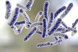 레지오넬라증(Legionella) : 기침과 가슴통증이 지속될 때, 레지오넬라증 증상