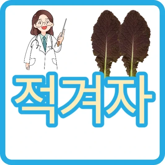 적겨자 효능 적겨자 겨자 연겨자 칼로리 :: 마이세끼