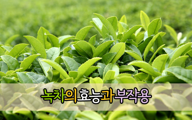 녹차의 효능과 부작용 정리