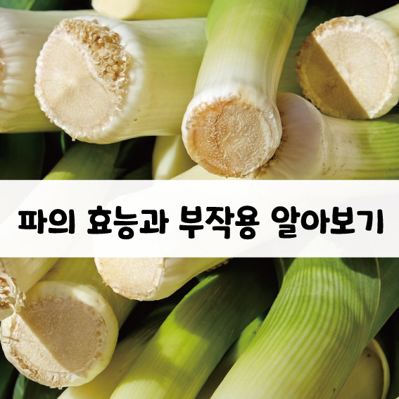 파 효능과 부작용 알아보자 🌿 (보관 방법)