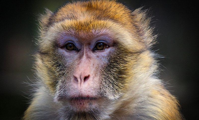 2021년 원숭이띠 나이 몇 세?