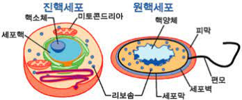 진핵 세포, 원핵 세포