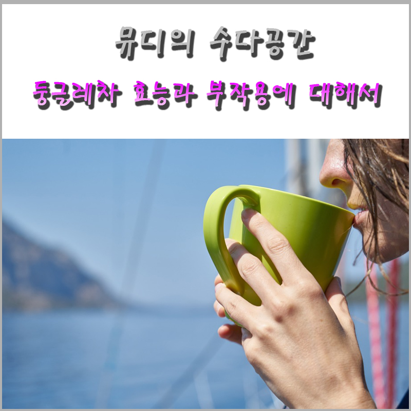 둥글레차 카페인, 효능과 부작용 알아봅시다 :: 뮤디의 수다공간