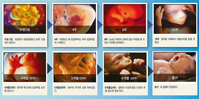 사진으로 보는 임신 주수별 태아 발달 과정