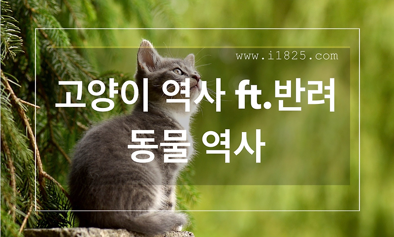  Foto zu 고양이 역사 ft. 반려동물의 역사 