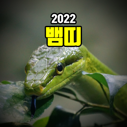 2022년 뱀띠 운세 정확한 해석