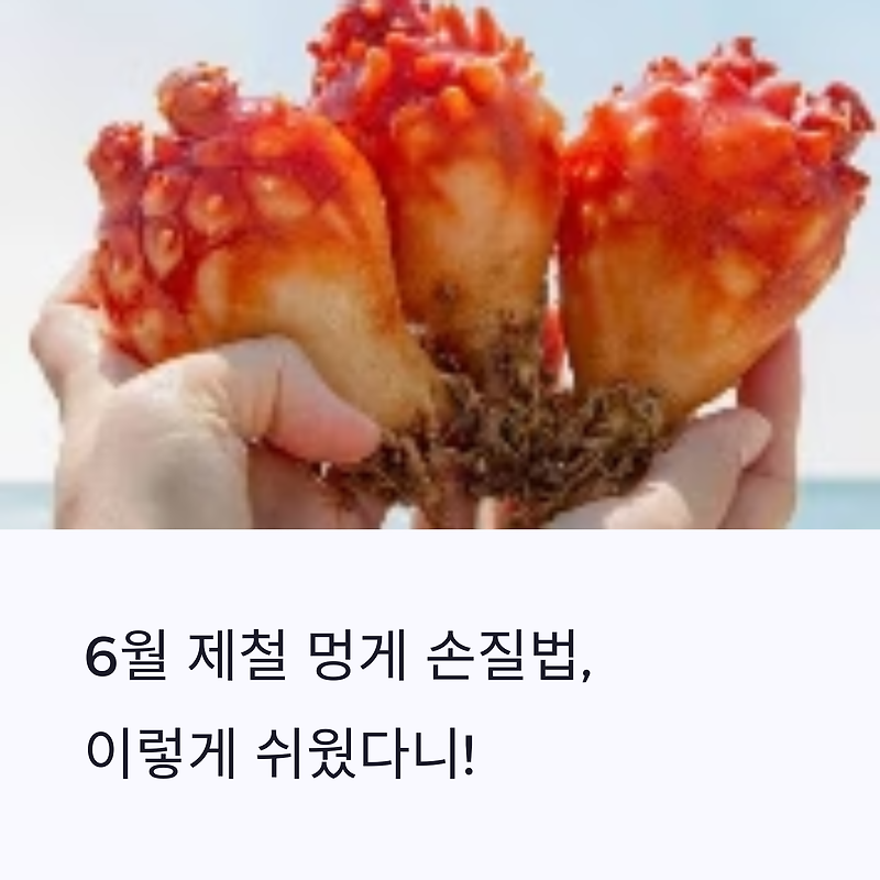 6월 제철 해산물 멍게, 손질부터 보관까지 쉽게 따라해요