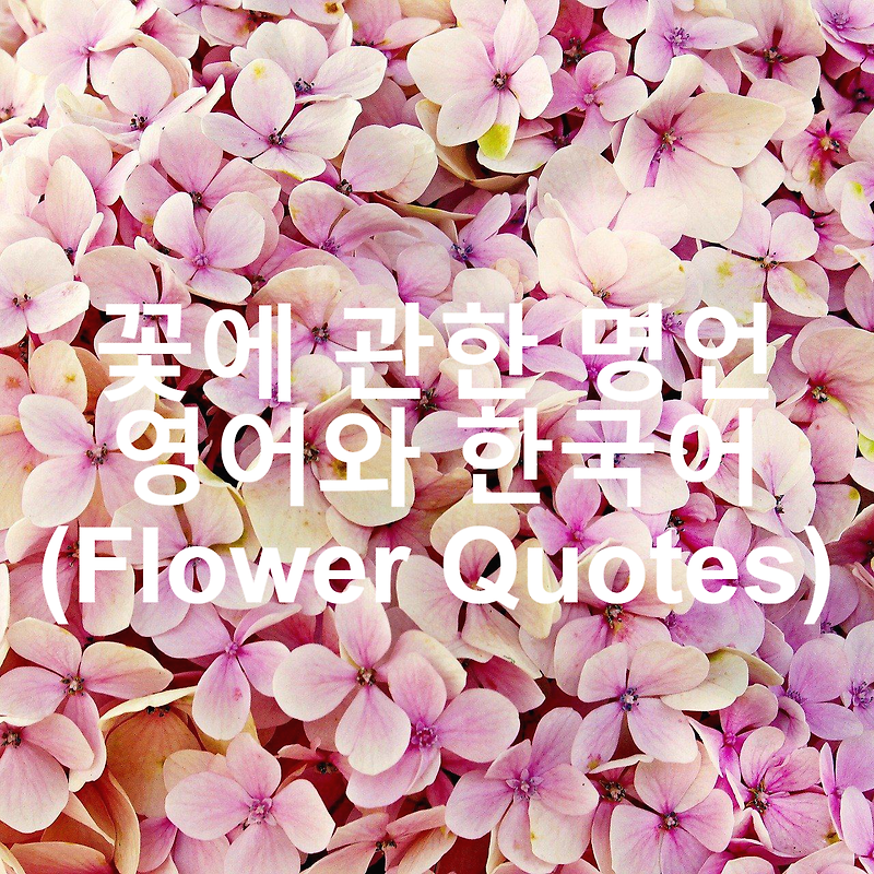 꽃에 관한 명언 영어와 한국어 (Flower Quotes)