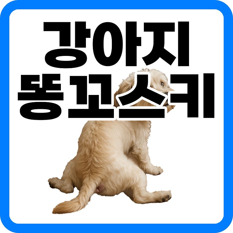 강아지 똥꼬스키 원인, 항문낭 해결방법