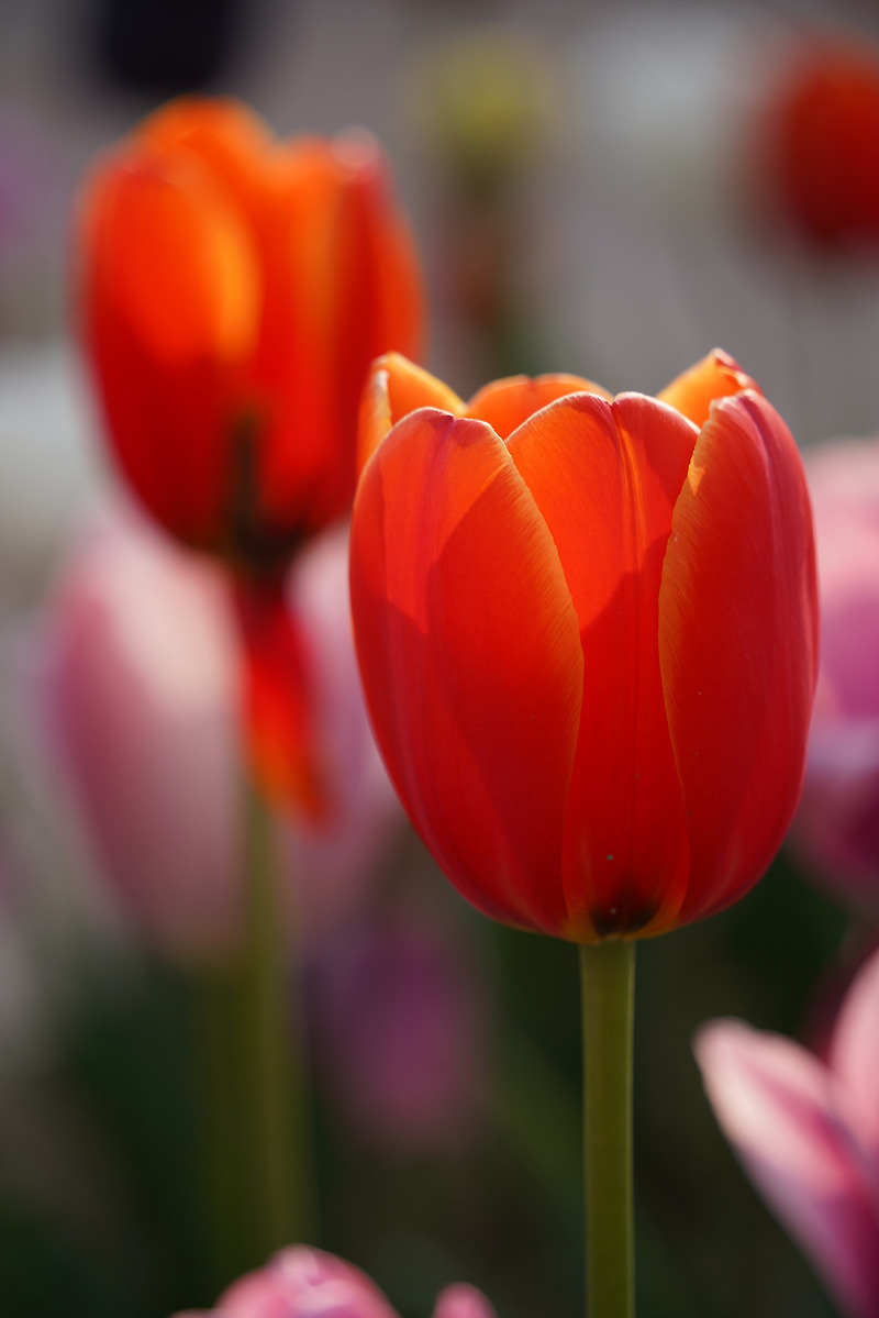 튤립 꽃말, 튤립 축제, 튤립 사진, 이쁜 Tulip 꽃사진