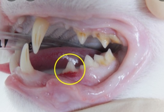 고양이 치아흡수성병변(Feline Odontoclastic Resorptive Lesions, FORL)
