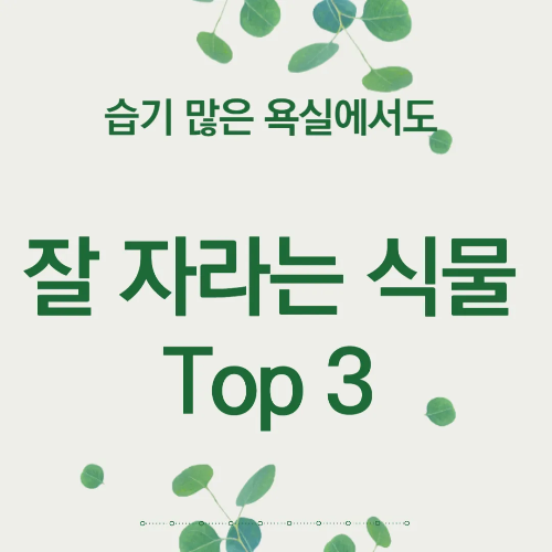습기 많은 욕실에서도 잘 자라는 식물 Top 3