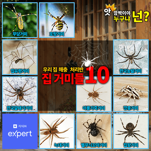 우리 집 해충 처리반! 거미 10종