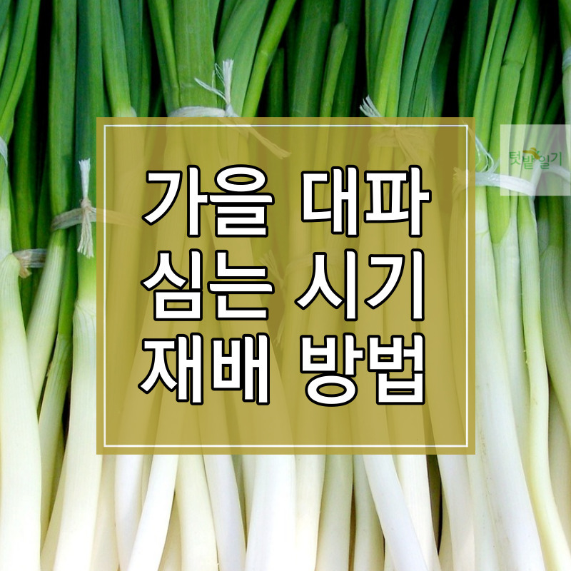 2023년 가을 대파 심는 시기 및 재배방법 알아보기