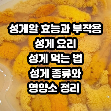 성게 효능과 부작용 성게 요리 먹는 법 성게 종류와 영양소 정리