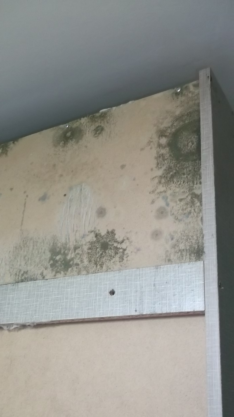 장마철 곰팡이 피해? 벽지 , 가구 포자 살균!!!