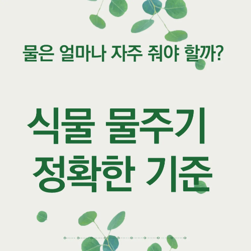 물은 얼마나 자주 줘야 할까? 식물 물주기 정확한 기준