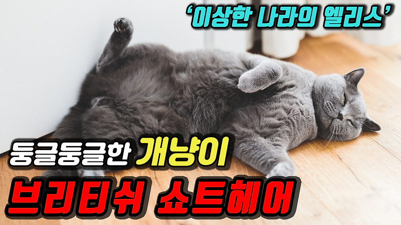 브리티쉬 쇼트헤어에 90 사람들이 모르는 흥미로운 사실들