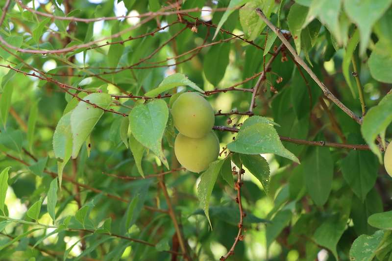 매실 Maesil / 청매실Korean green plum / 매화의 효능과 부작용 옹달샘 정보