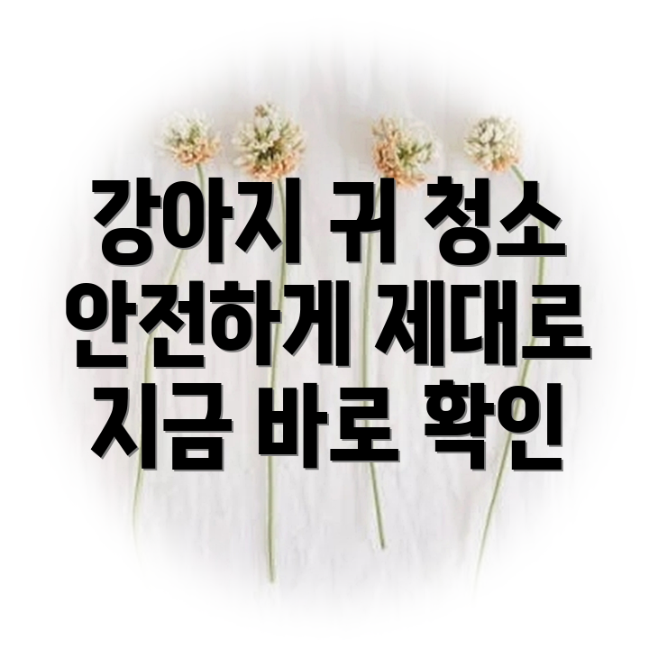 강아지 귀 청소 제대로 알고 하세요 안전하고 효과적인 방법