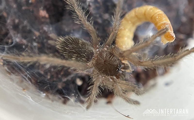 Asian Fawn(Chilobrachys Huahini), (=Hauhini Bird Eater, Hauhini Bird ...