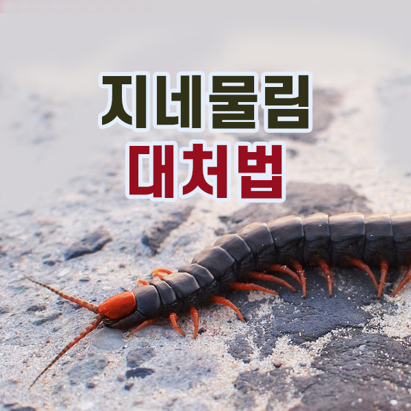 지네물림 고통 대참사 대처 방법 ( 물린 직후 영상 첨부 )
