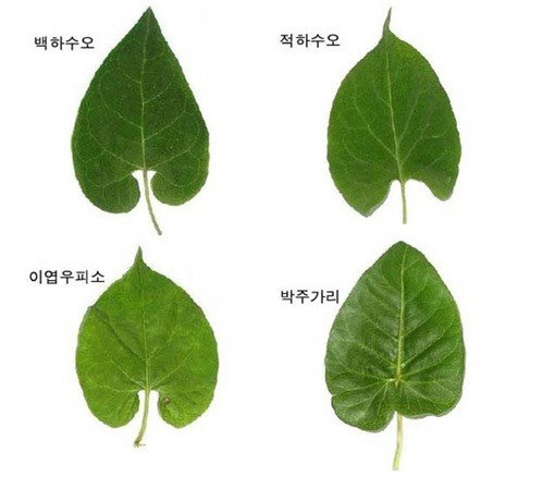 하수오 효능