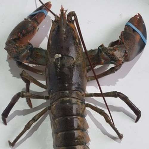 제철해산물 - 바닷가재 (랍스타)