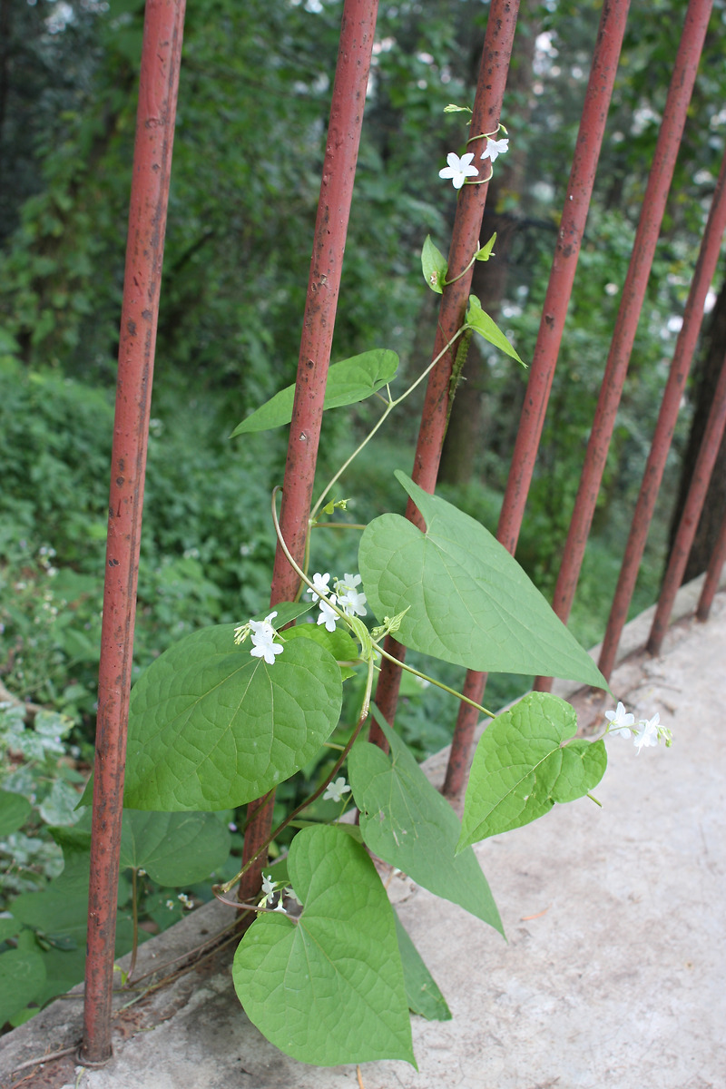 dinetus-malabaricus-20100925