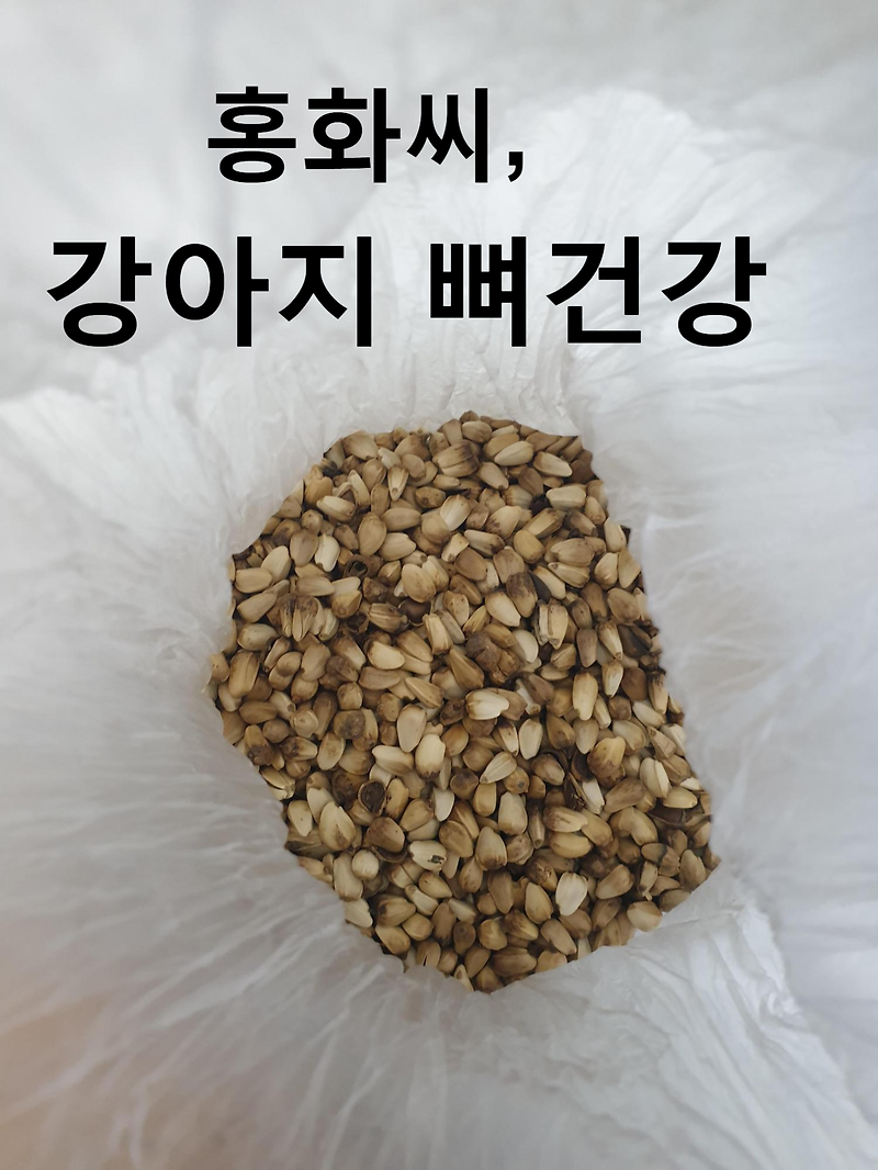 강아지에게 홍화씨 괜찮을까?[내돈내산]