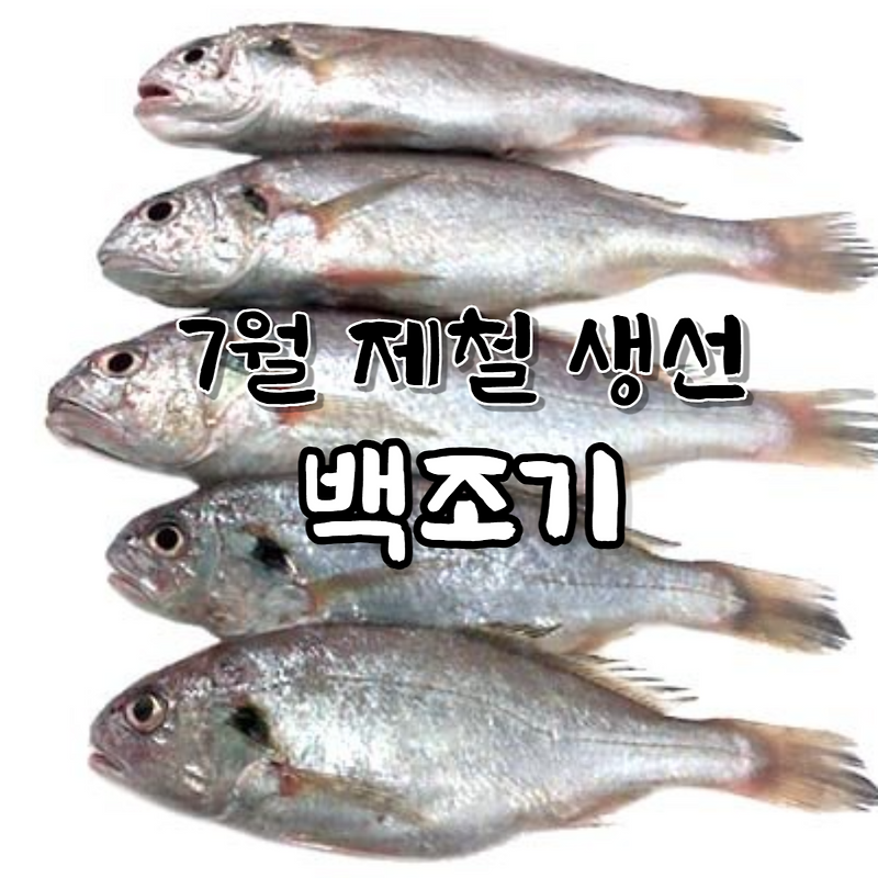 7월 제철 해산물 생선 백조기 보구치 칼로리 효능 보관법 요리