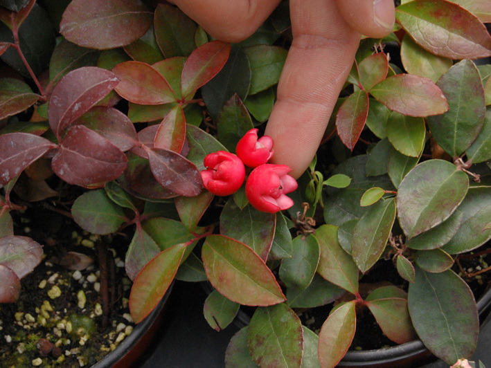 가울테리아 / 진달래과 Gaultheria procumbens